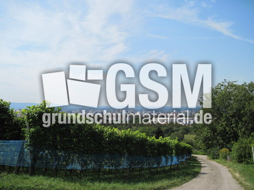 Weinreben mit Trauben 001.jpg